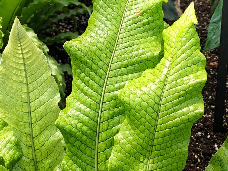 Crocodile Fern