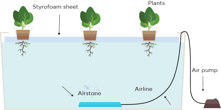 Deep Water Culture (DWC) - The Definitive Guide