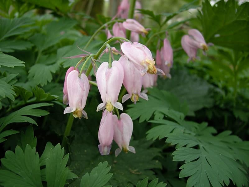 Dicentra formosa