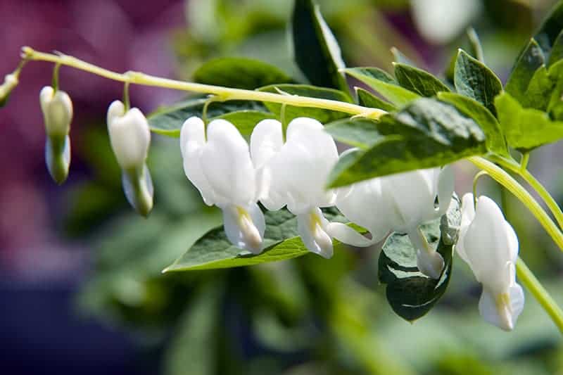 Dicentra spectabilis Alba