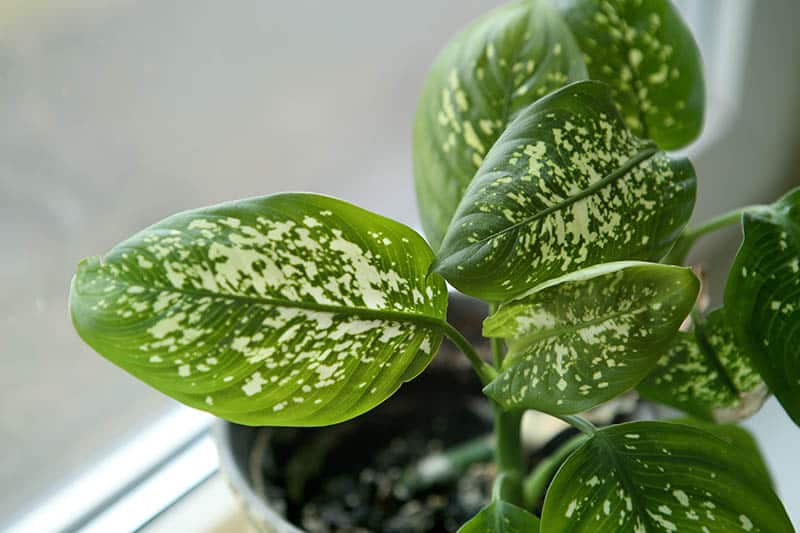 Dieffenbachia houseplant near window