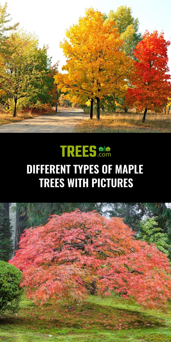 Different Types of Maple Trees with Pictures