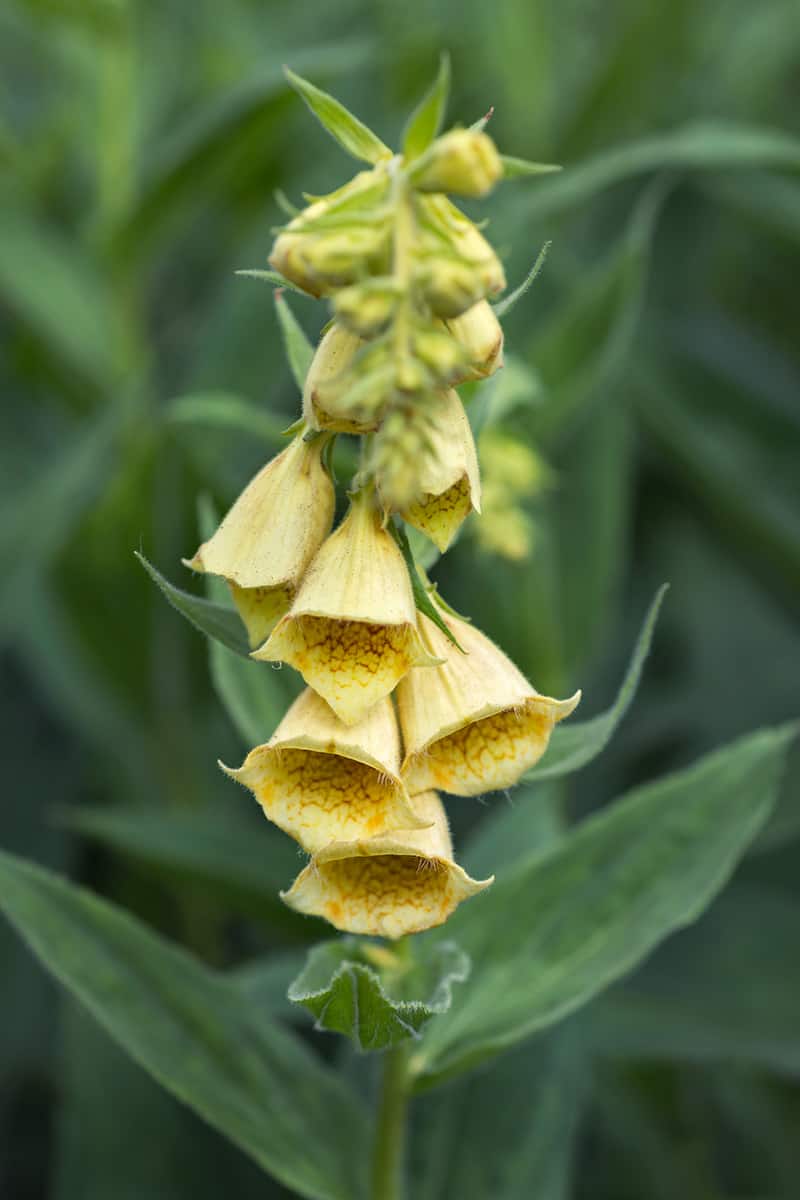 Digitalis grandiflora