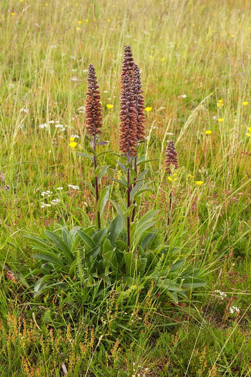 Digitalis parviflora