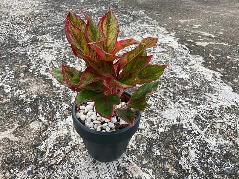 Dumb Cane
