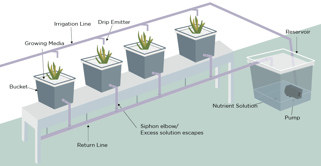 Dutch Bucket System