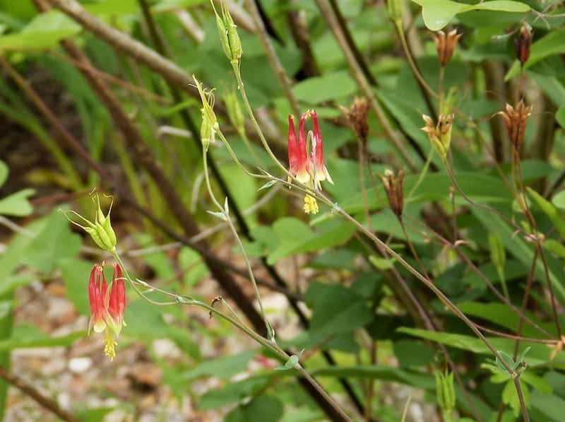 Aquilegia canadensis ‘Eastern Red Columbine’