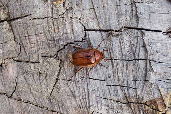 European Chafer bug on the ground