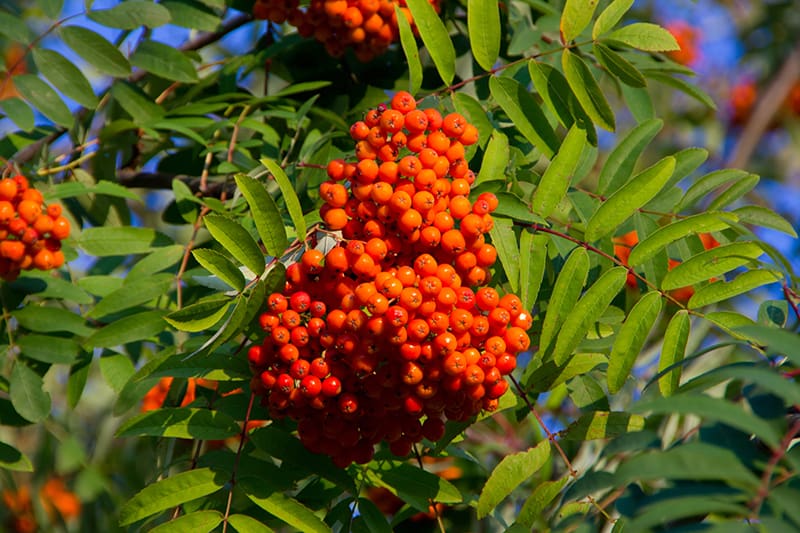 European Mountain Ash