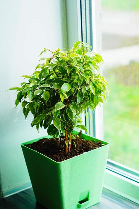 Best Artificial Light For Plants - SCROG Method - Learn Growing Marijuana - Fluorescent lights, high intensity discharge lights (hid) and .