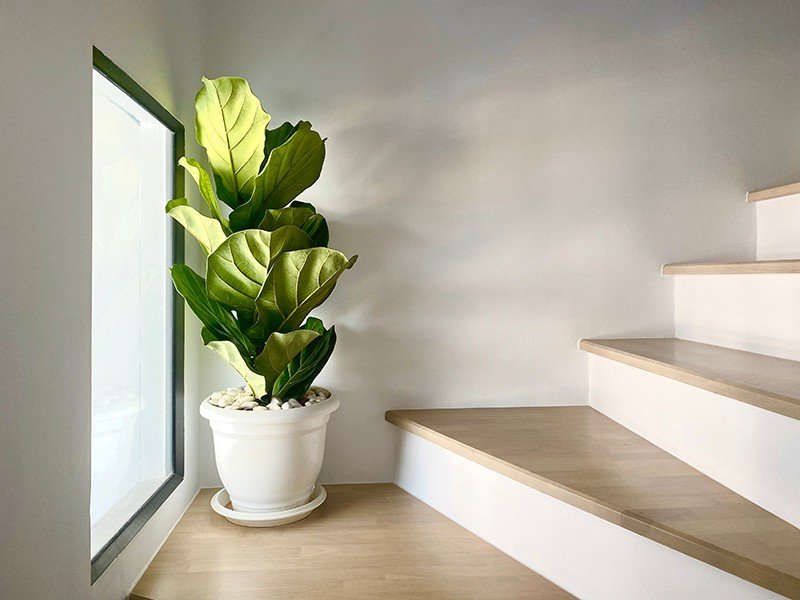 Fiddle Leaf Fig