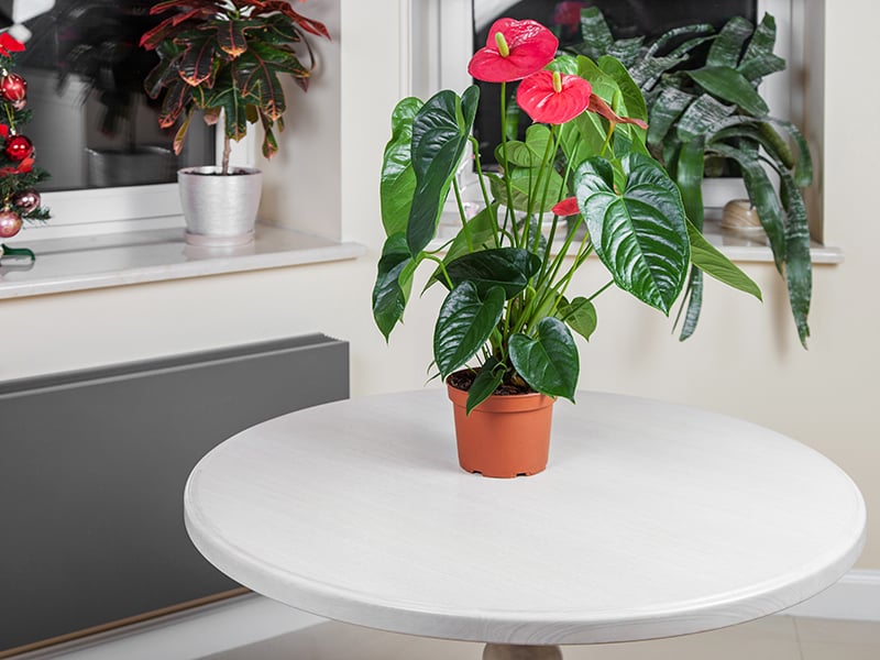 Flamingo Flower
