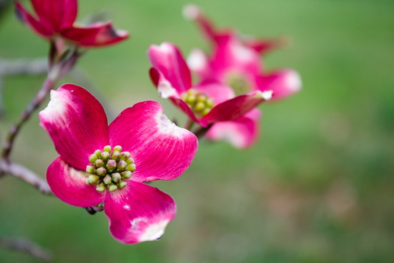  Flowering Dogwood