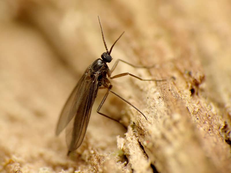 Fungus Gnats close-up