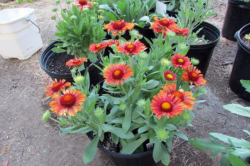 Gaillardia 'Arizona Red Shades'