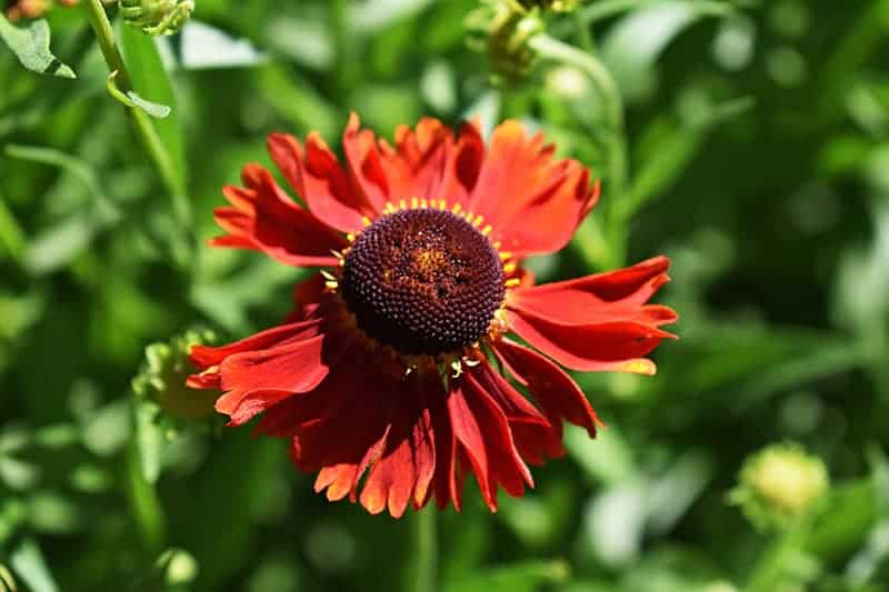 Gaillardia X Grandiflora