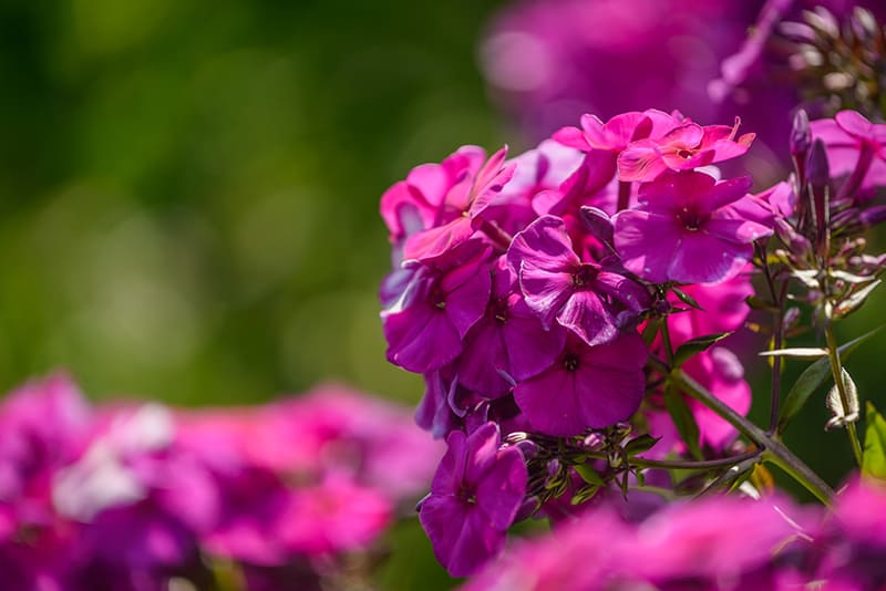 Garden Phlox