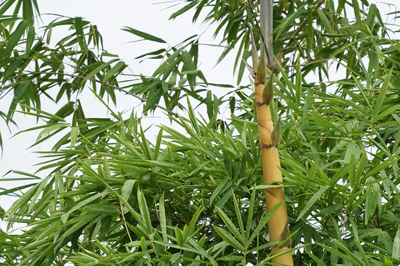 Giant Bamboo