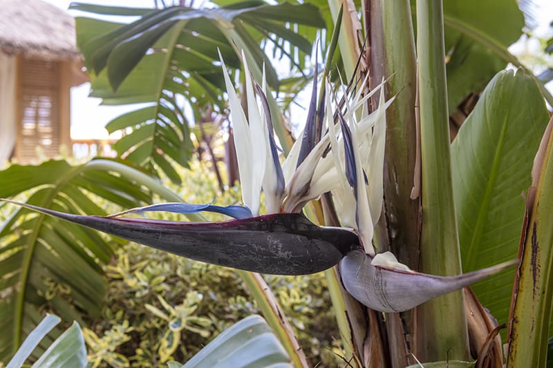 Giant Bird of Paradise-Strelitzia nicolai