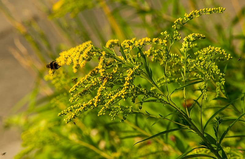 Goldenrod