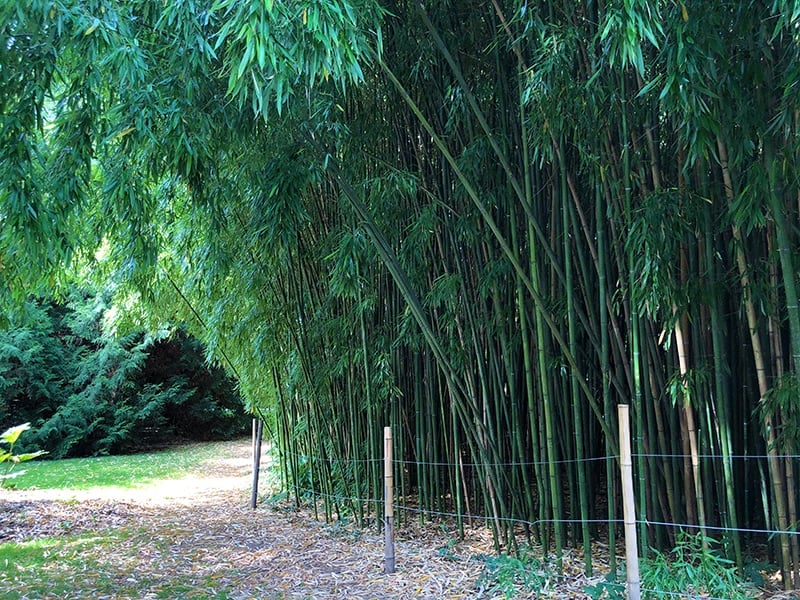 Green Glaucous Bamboo