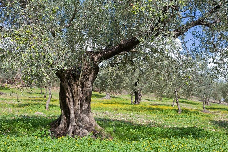 Grove of the olive trees with cover of yellow blooming flowers on the ground