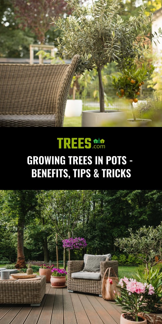 Growing Trees in Pots - Benefits, Tips & Tricks