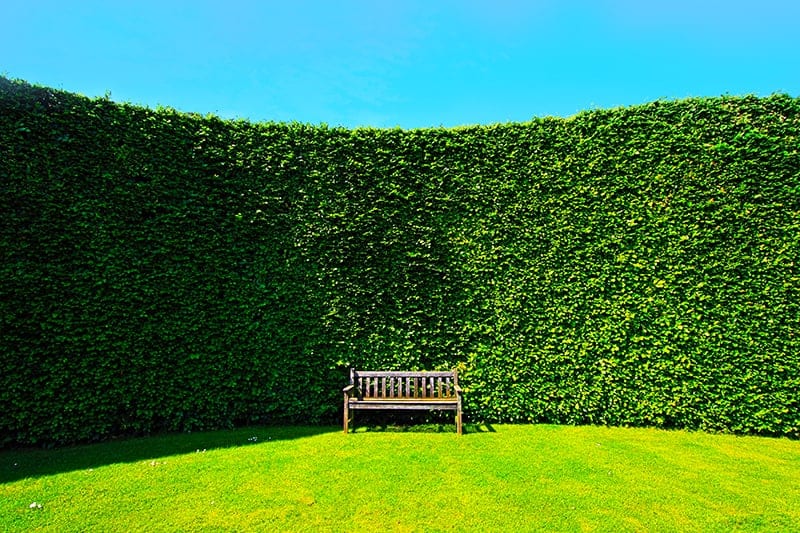 Hedge