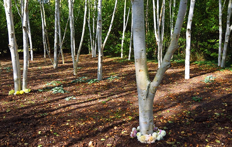 Himalayan Birch