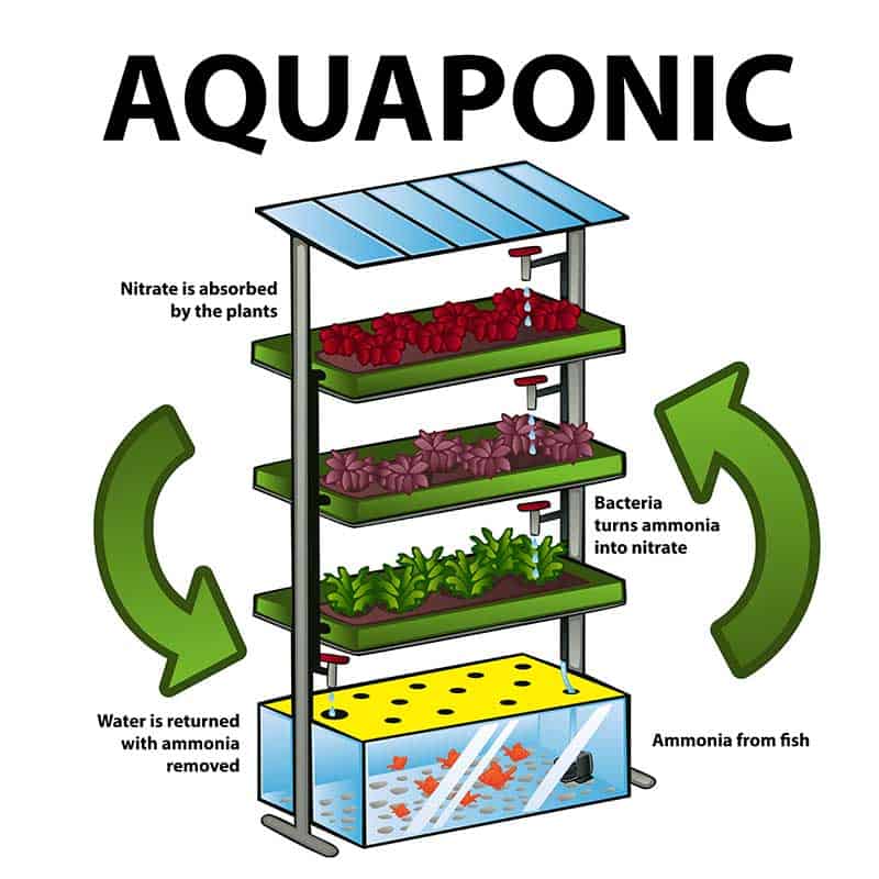 Hoes Aquaponics works