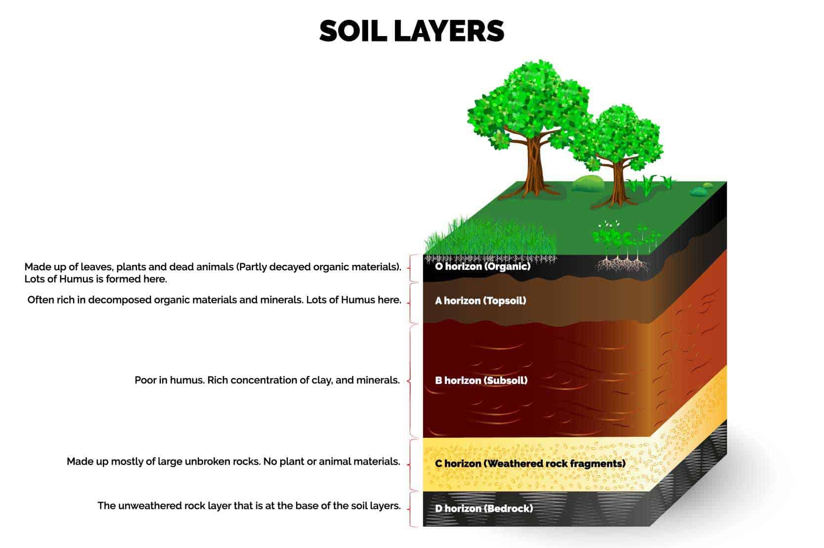 Humus exists in the topsoil layers
