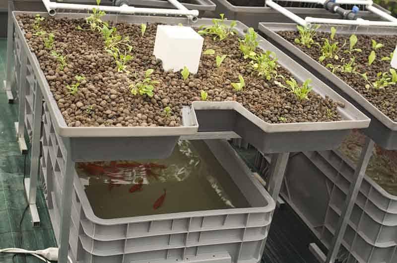 Hydroton and Hydroponics/Aquaponics