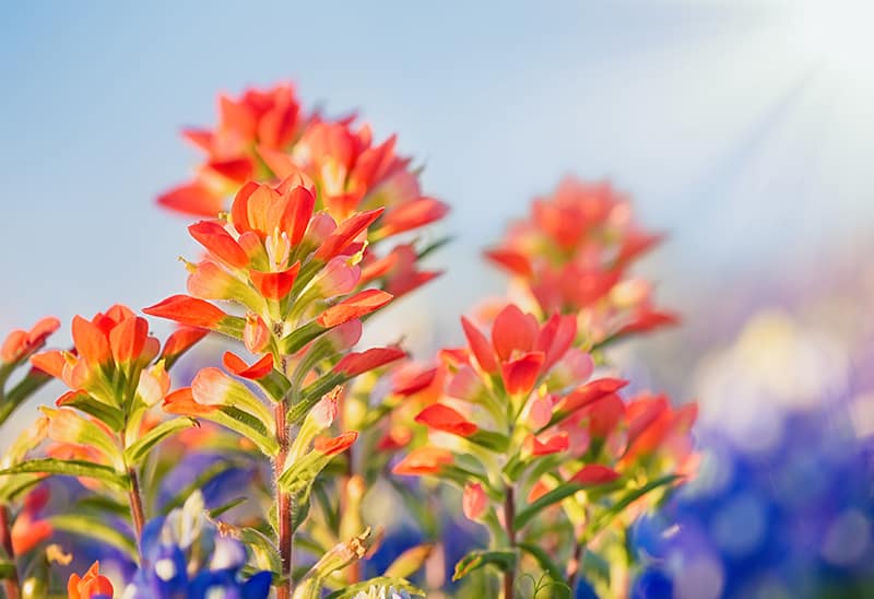 Indian Paintbrush