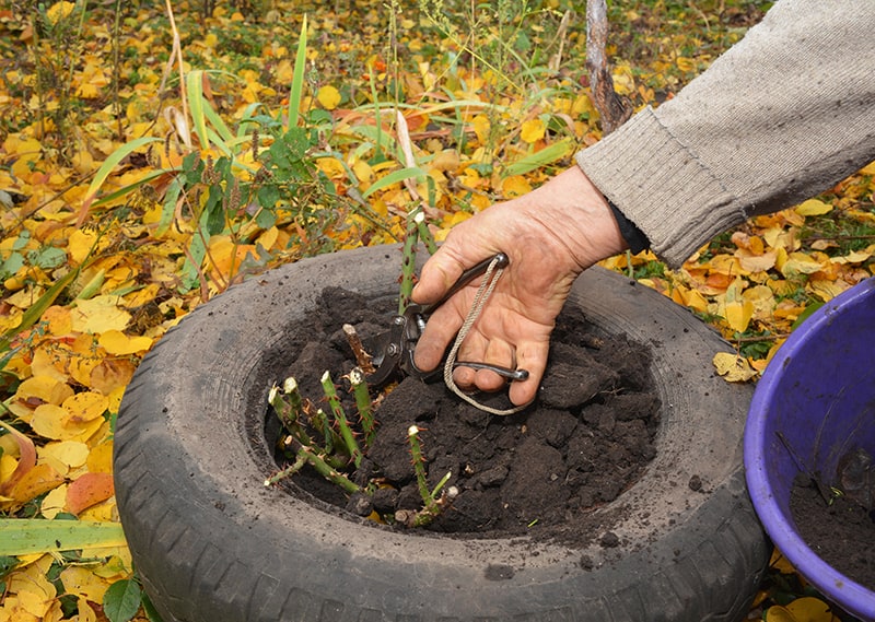 Insulating plants for winter survival with burlap and mulch
