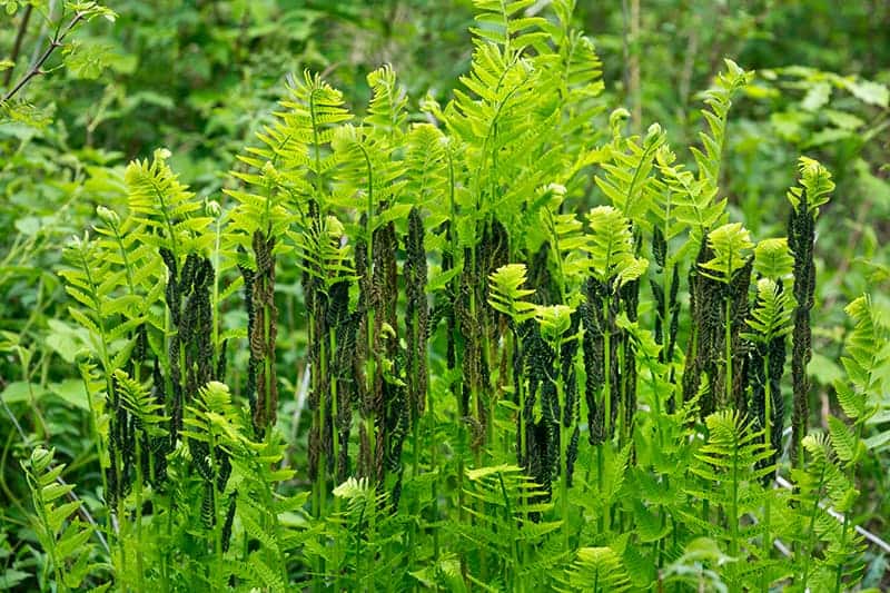 Interrupted Fern