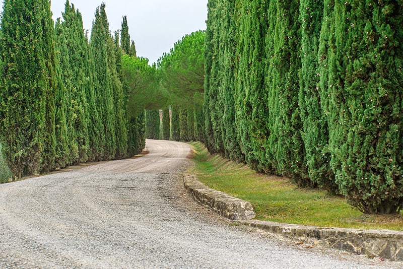 Italian Cypress