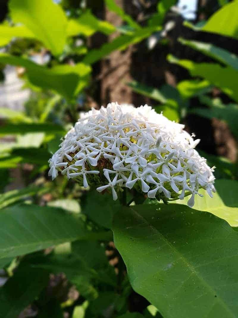Ixora finlaysoniana