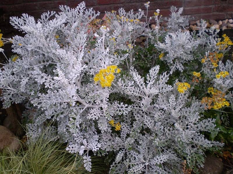 Jacobaea maritima 'silver dust'