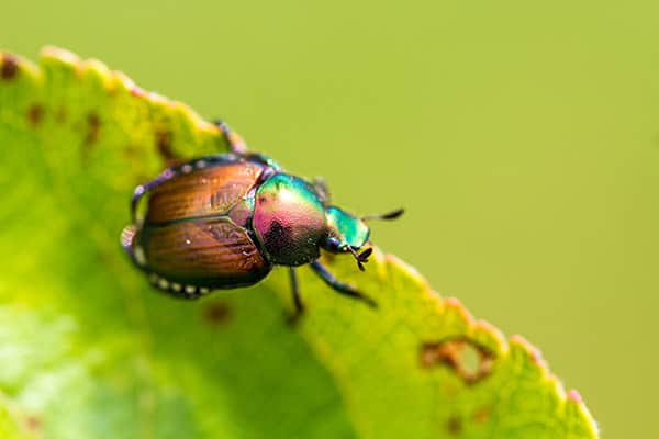 Japanese Beetle Popillia japonica on Leaf