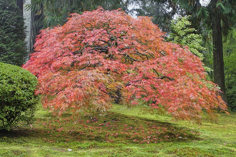 Japanese Maple