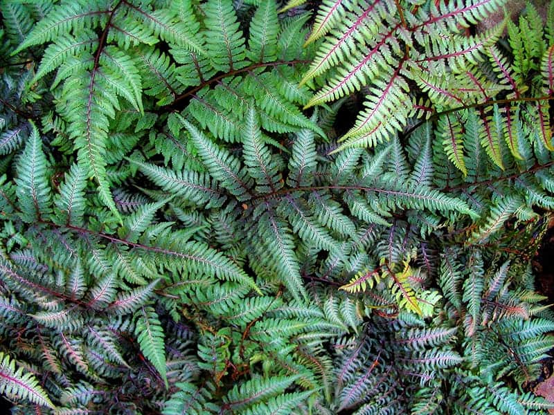 Japanese Painted Fern