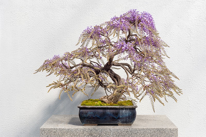 Japanese Wisteria