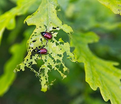 June Beetles eating a leaf