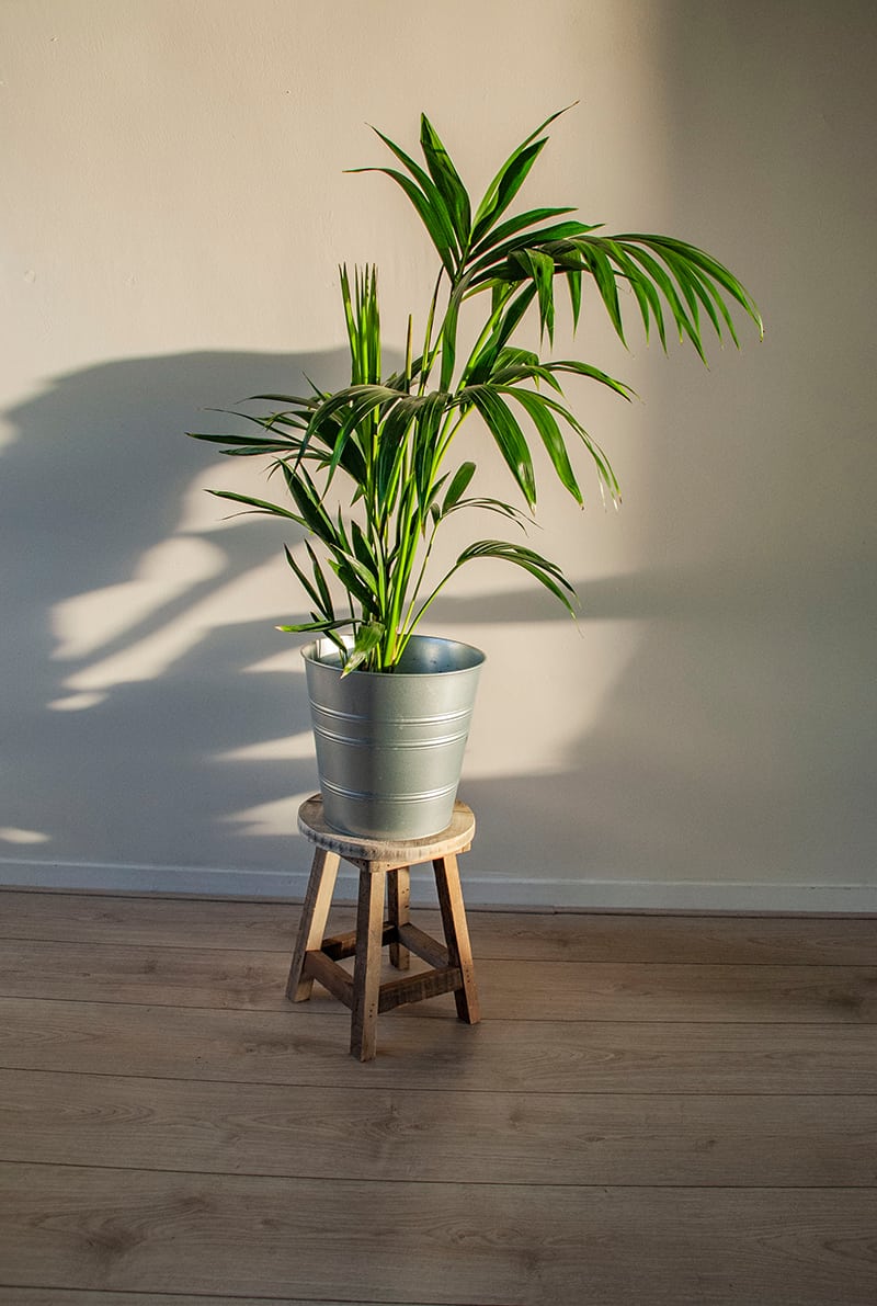 Kentia Palm