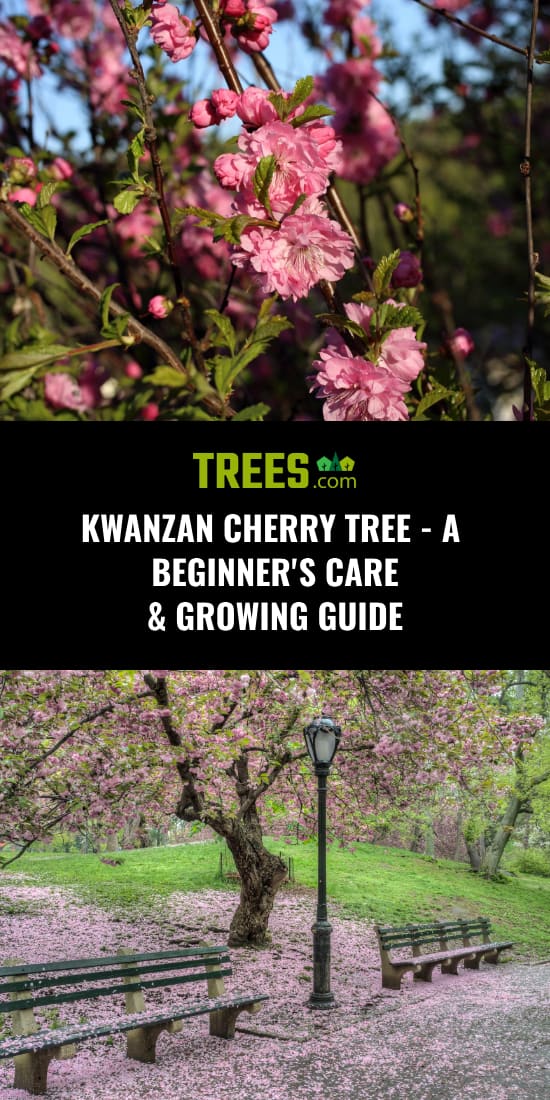 Kwanzan Cherry Tree-A Beginner ' s Care Growing Guide