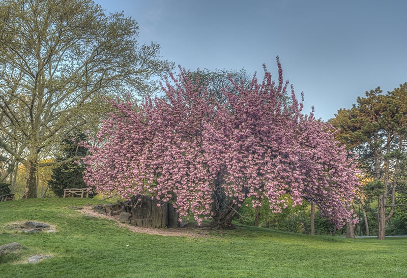 Kwanzan kersenboom conclusie