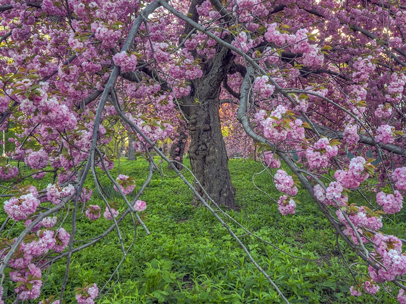 Kwanzan Cherry Tree Půdy