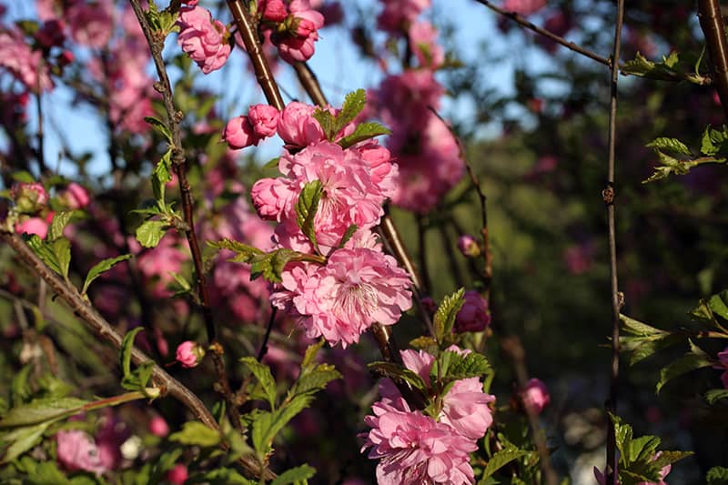 Kwanzan Cherry Tree światło słoneczne