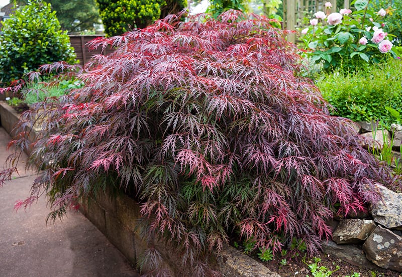 Laceleaf Japanese Maple