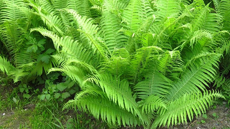 Lady Ferns